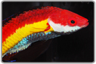 Naoko's Fairy Wrasse